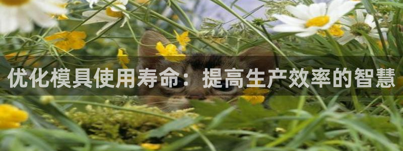太阳集团董事长是谁呀